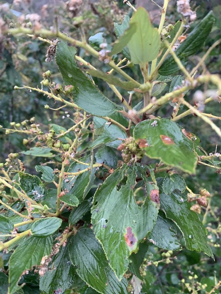 Ceanothus Arboreus