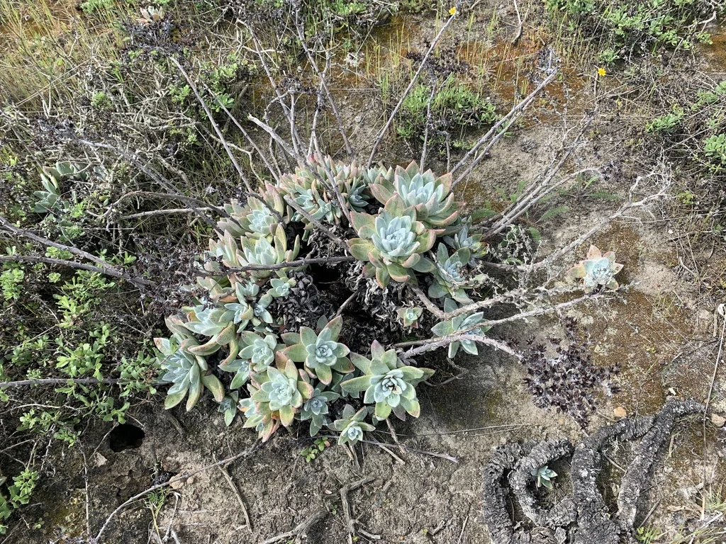 Dudleya Greenei