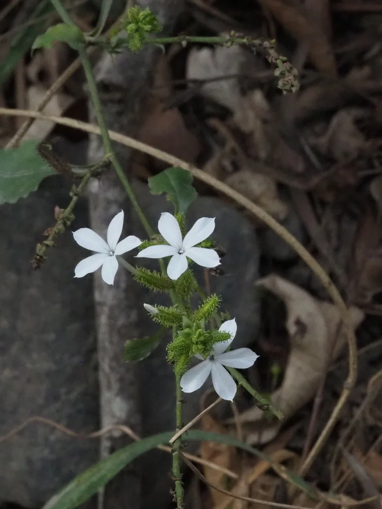 Plumbago Scandens