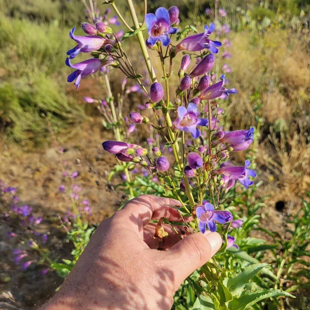 Penstemon Spectabilis