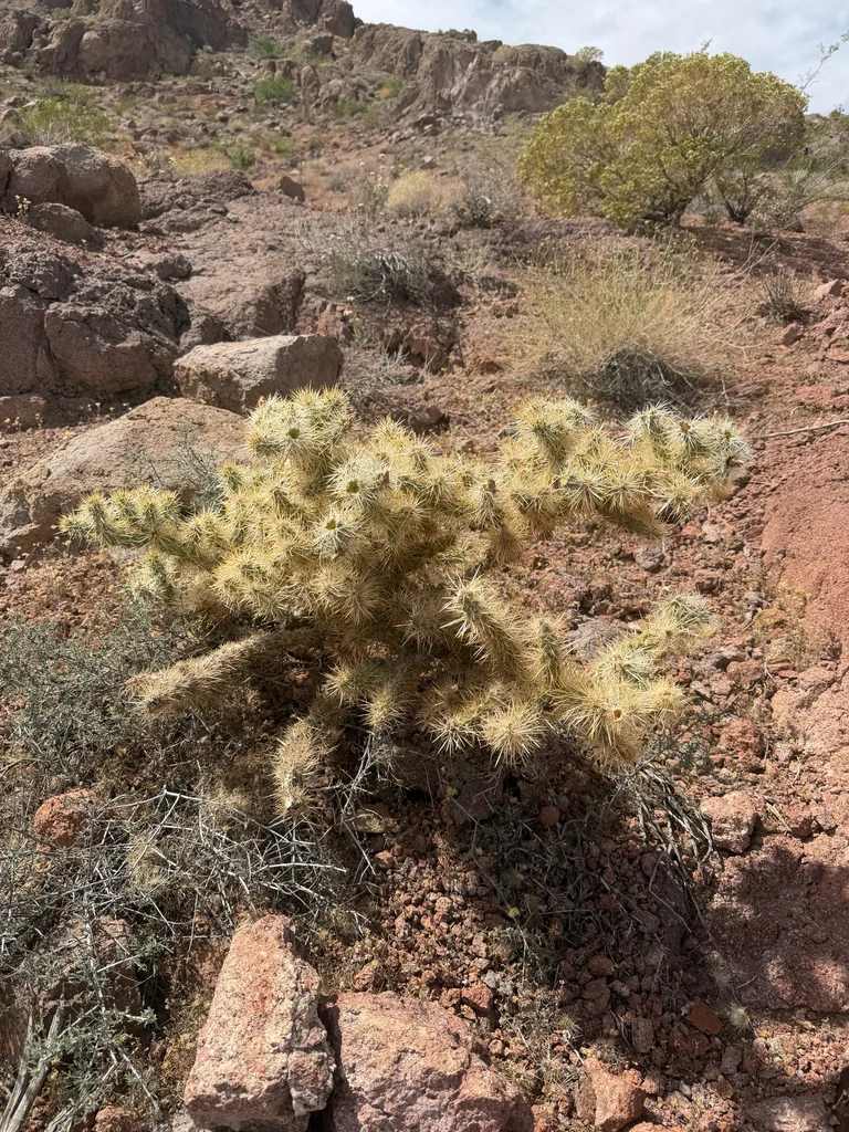 Cylindropuntia Echinocarpa