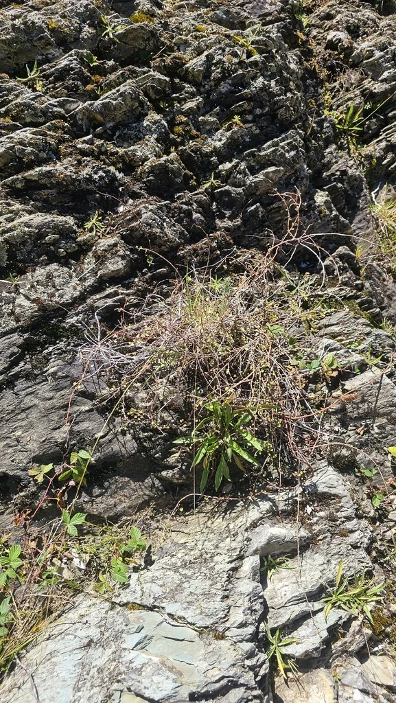 Muehlenbeckia complexa