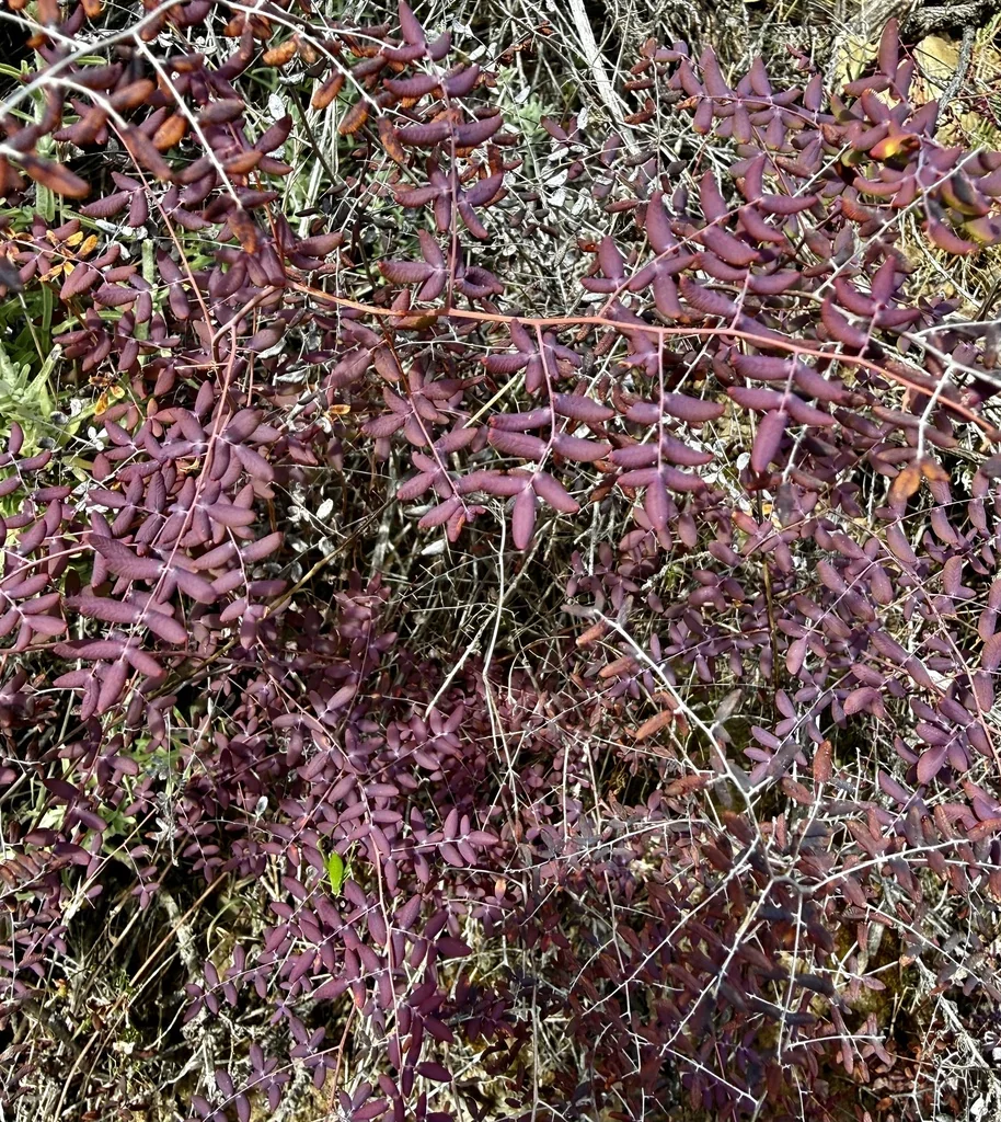 Pellaea Andromedifolia