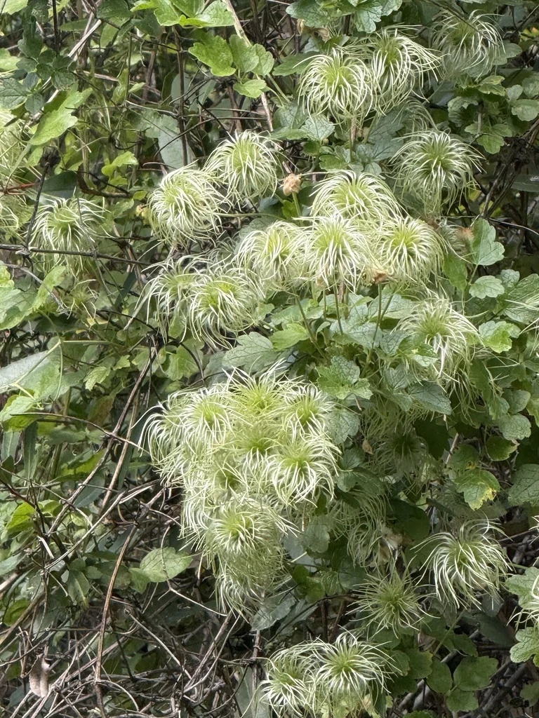 Clematis Lasiantha