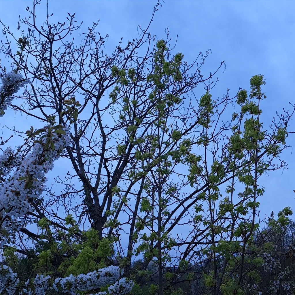 Cornus Mas