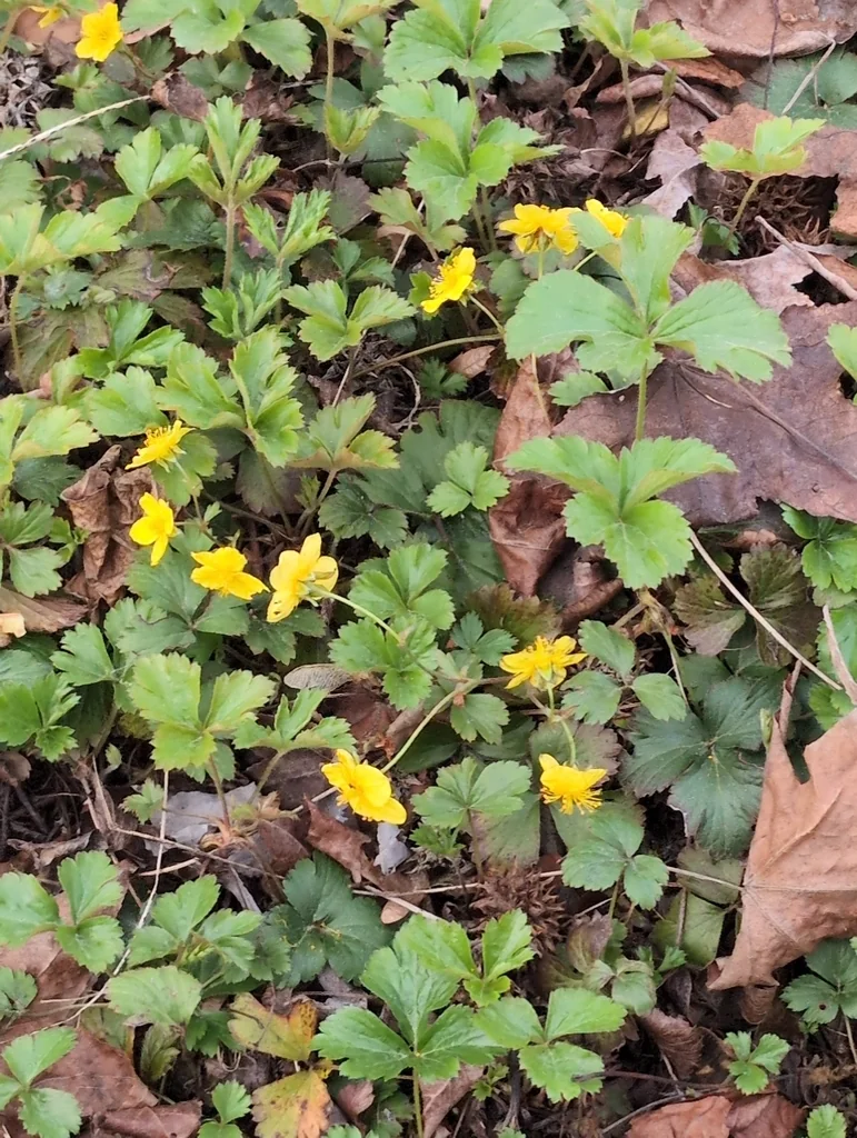 Waldsteinia Ternata