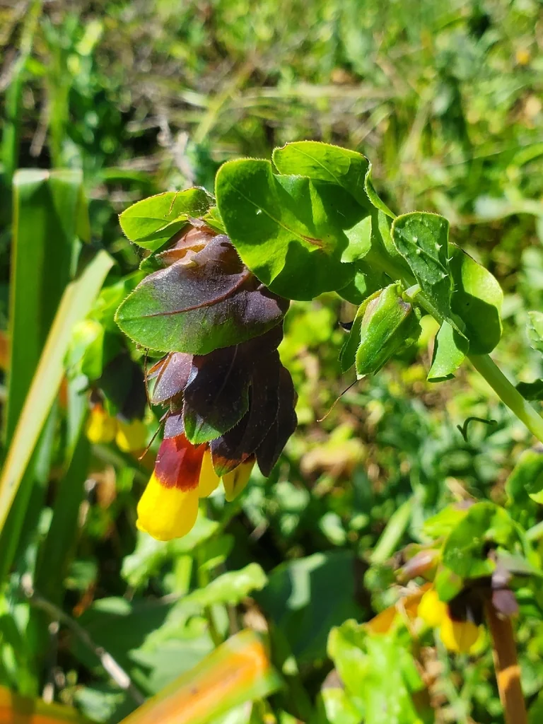 Cerinthe Major