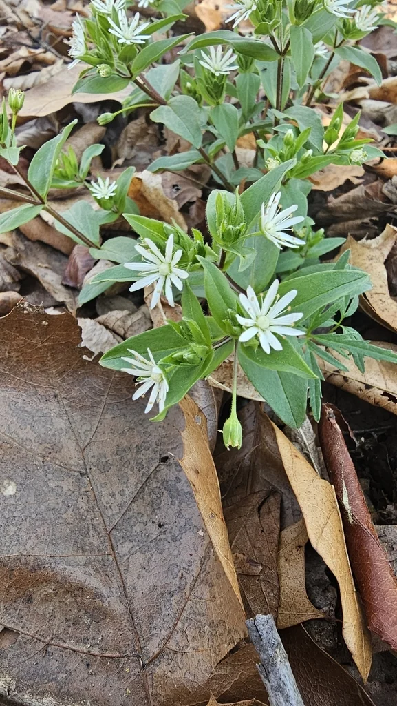 Stellaria Pubera