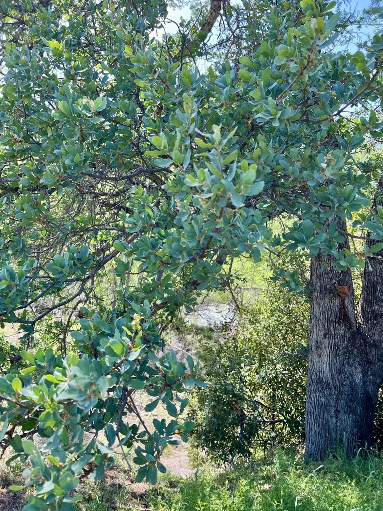 Quercus dumosa