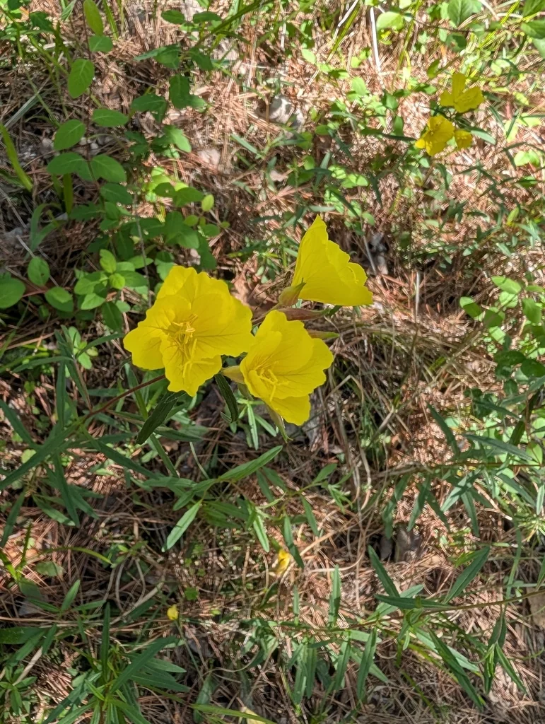 Oenothera Fruticosa
