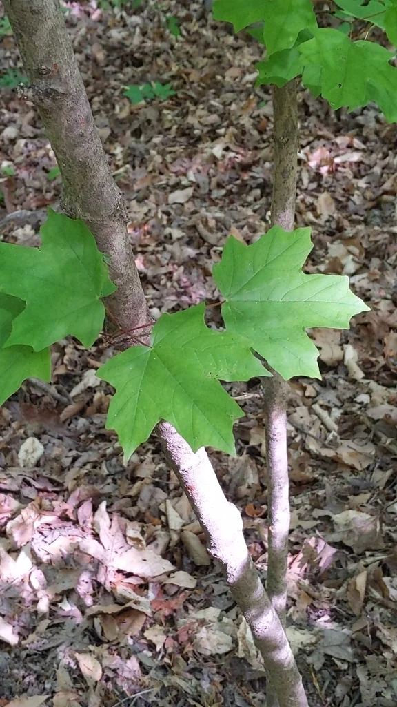 Acer Floridanum