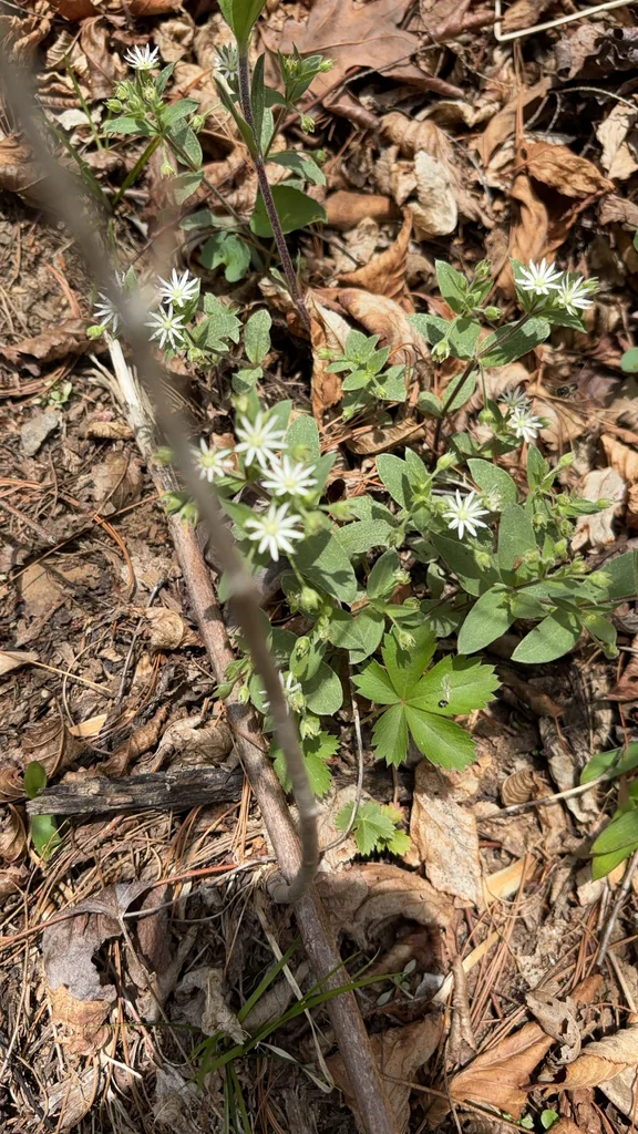 Stellaria Pubera