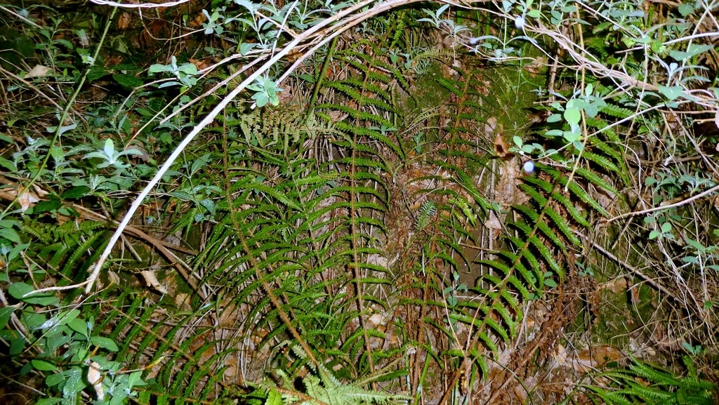 Dryopteris Affinis