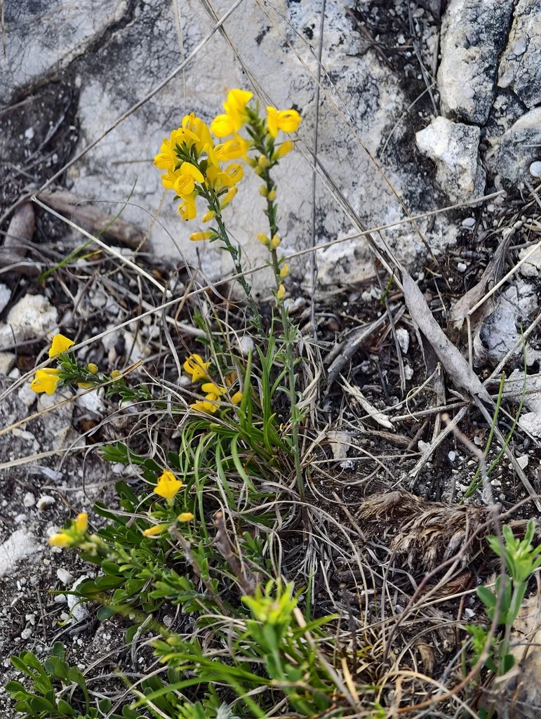 Genista Pilosa