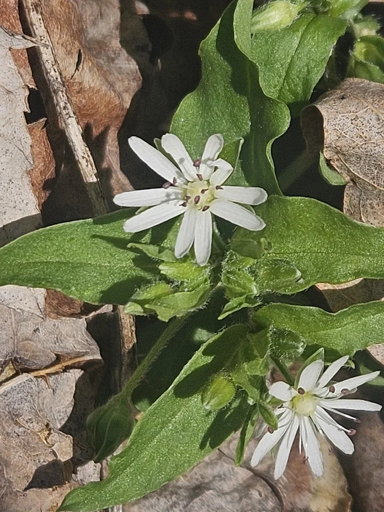 Stellaria Pubera