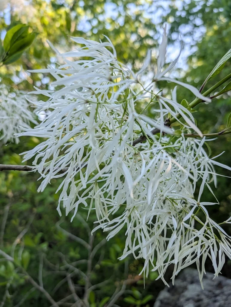 Chionanthus Virginicus