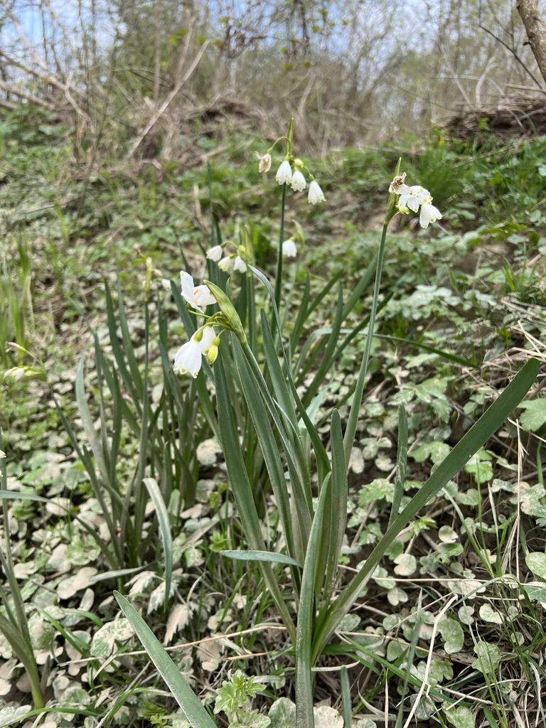Leucojum Aestivum