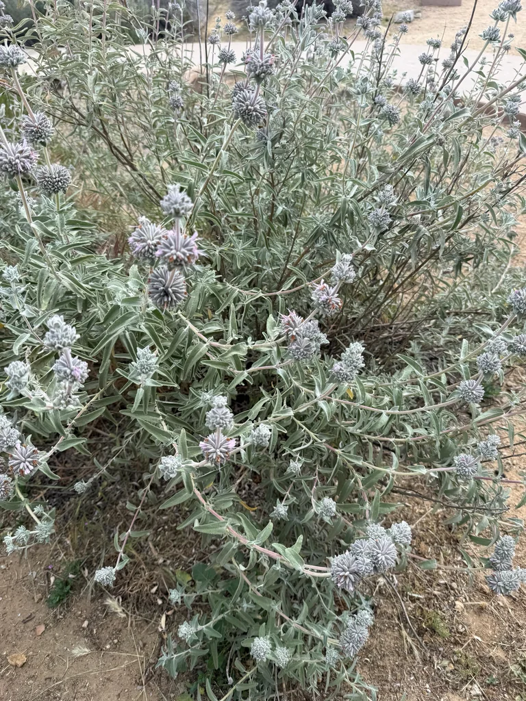 Salvia Leucophylla
