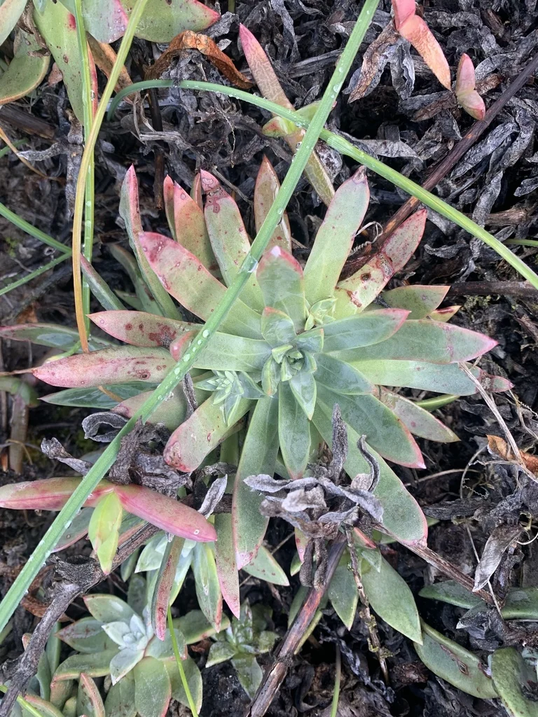 Dudleya Greenei