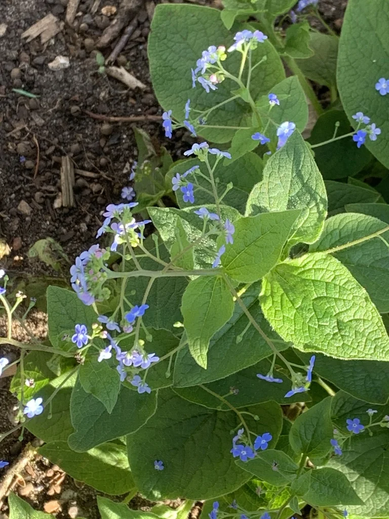 Brunnera macrophylla
