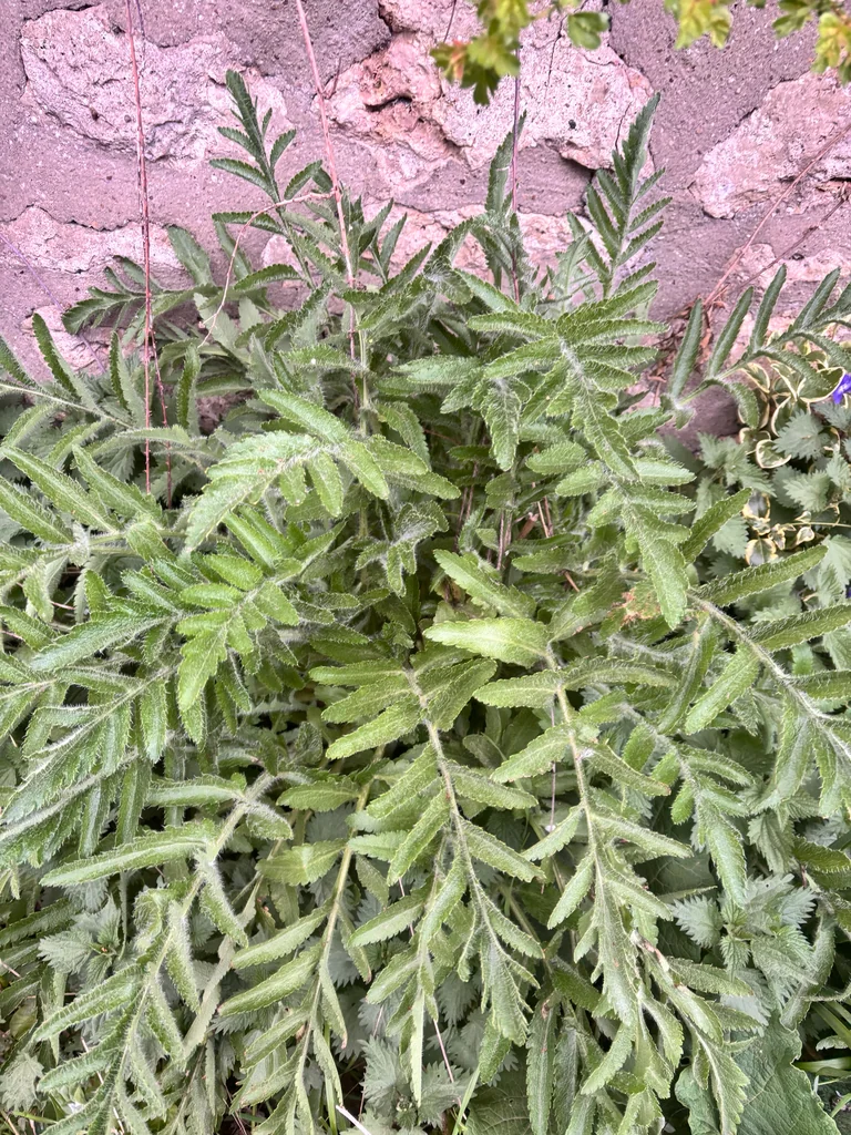 Papaver Orientale