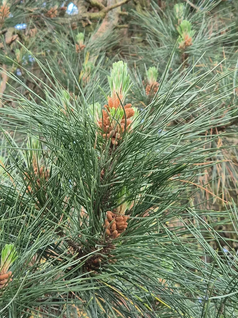 Pinus nigra
