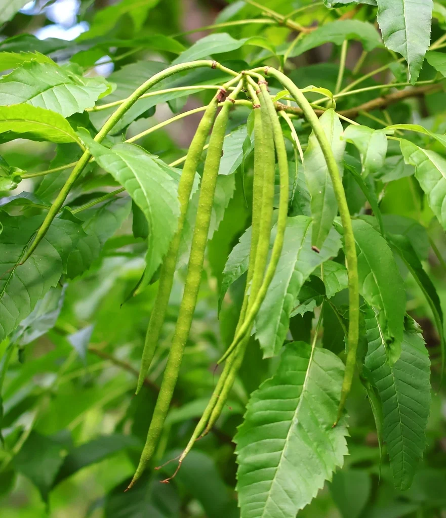 Tecoma Stans