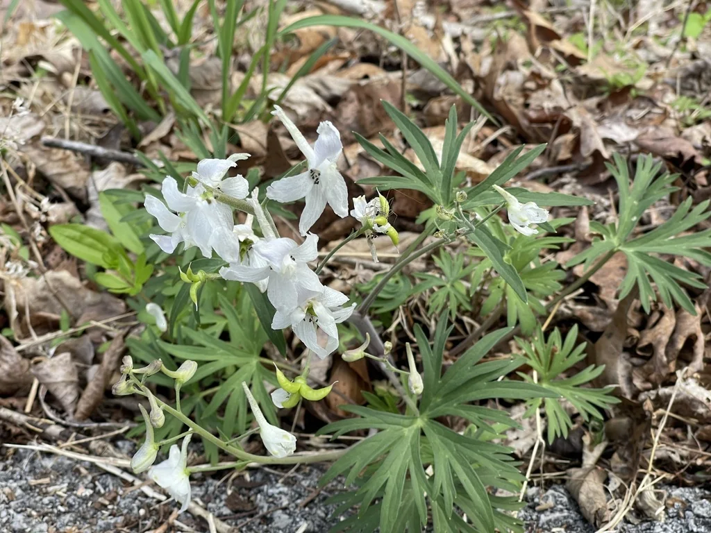 Delphinium Tricorne