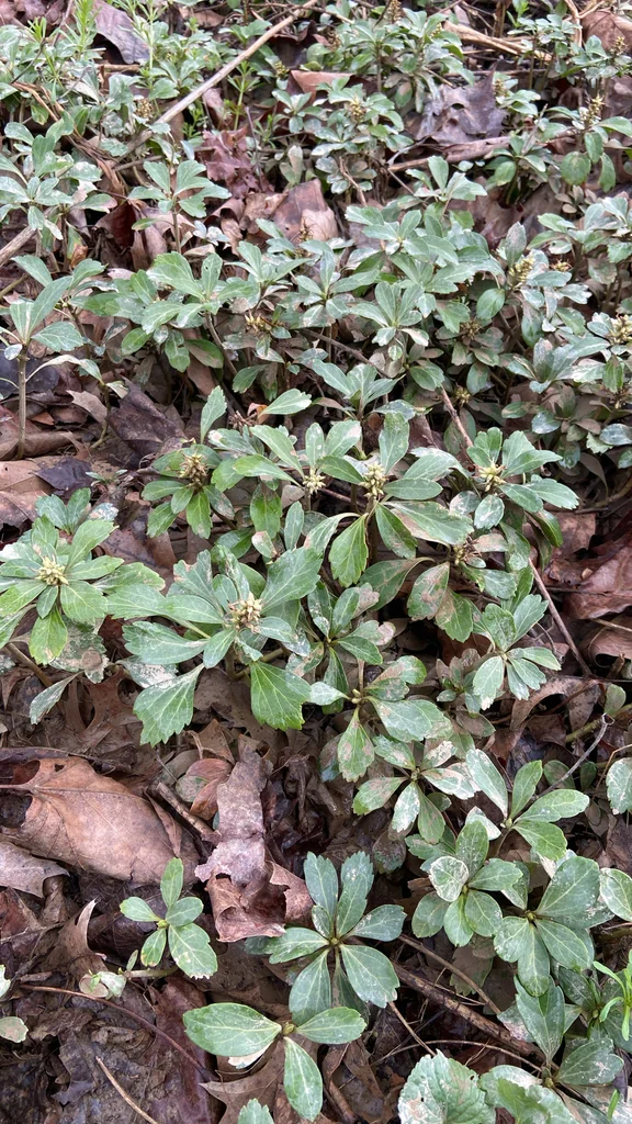 Pachysandra Terminalis