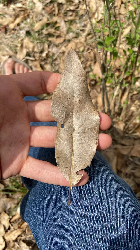Quercus Imbricaria