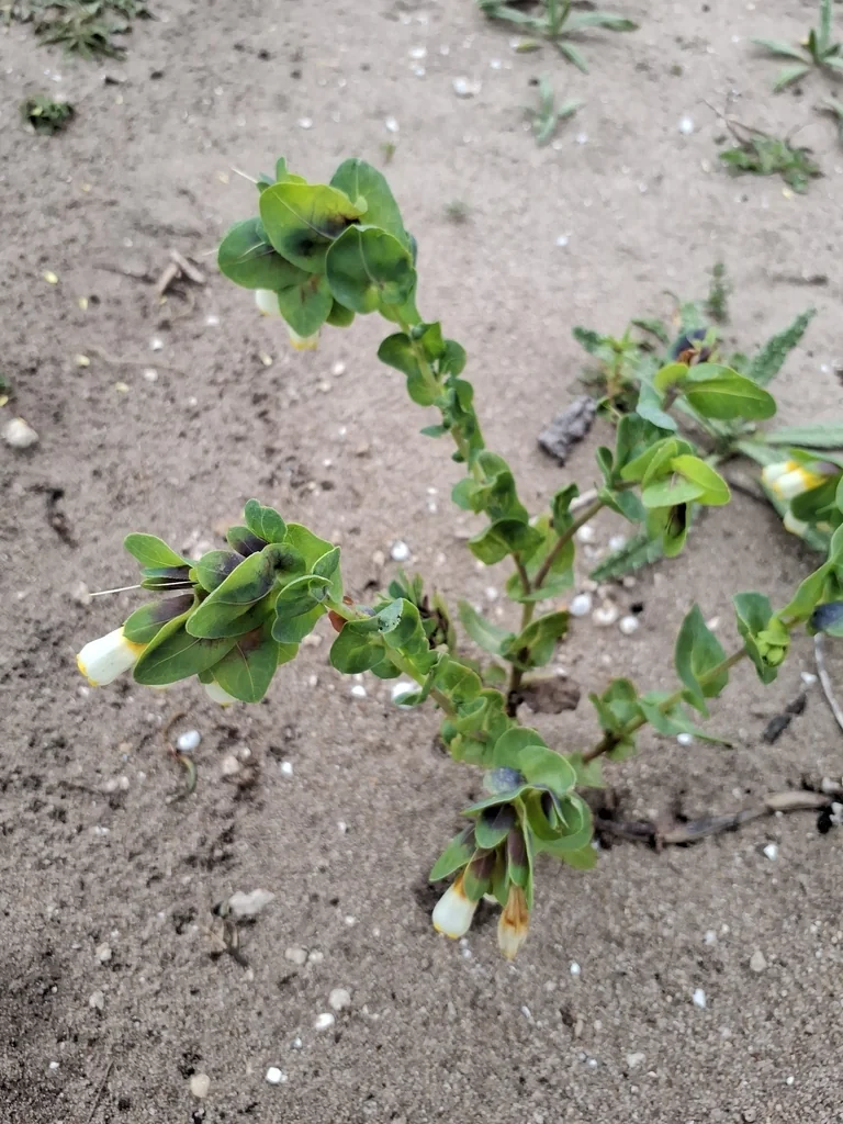 Cerinthe Major