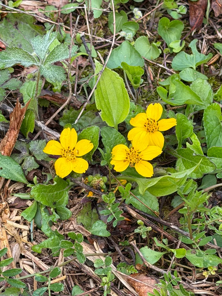 Chrysogonum Virginianum