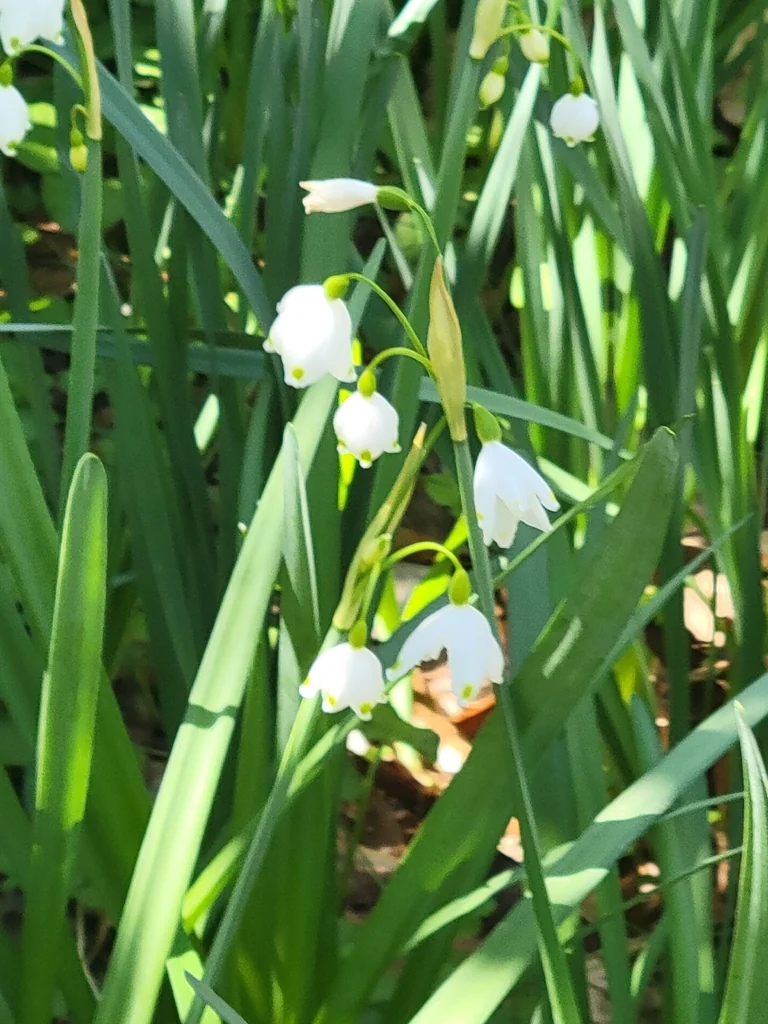 Leucojum Aestivum