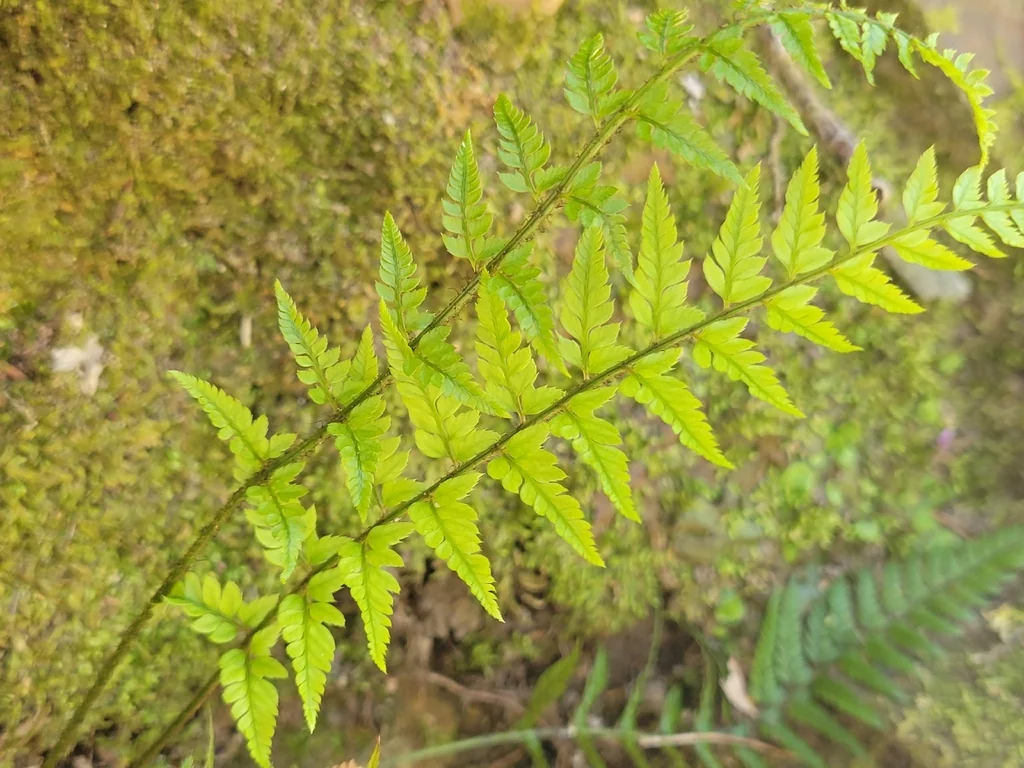 Polystichum tsus-simense