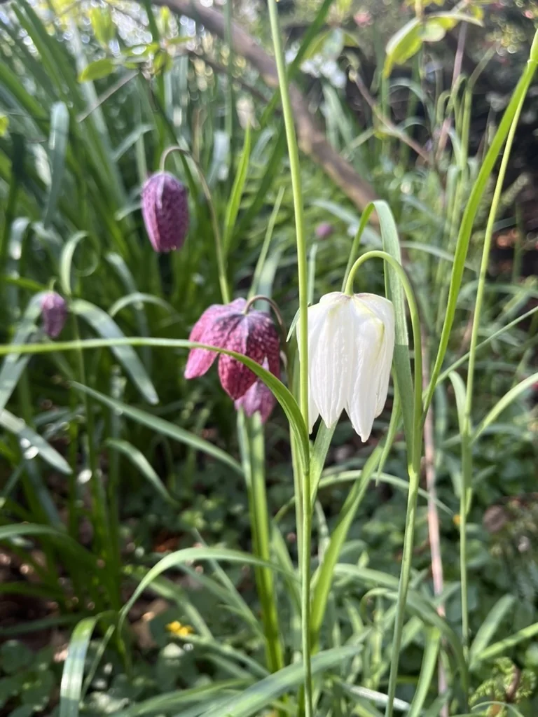 Fritillaria Meleagris