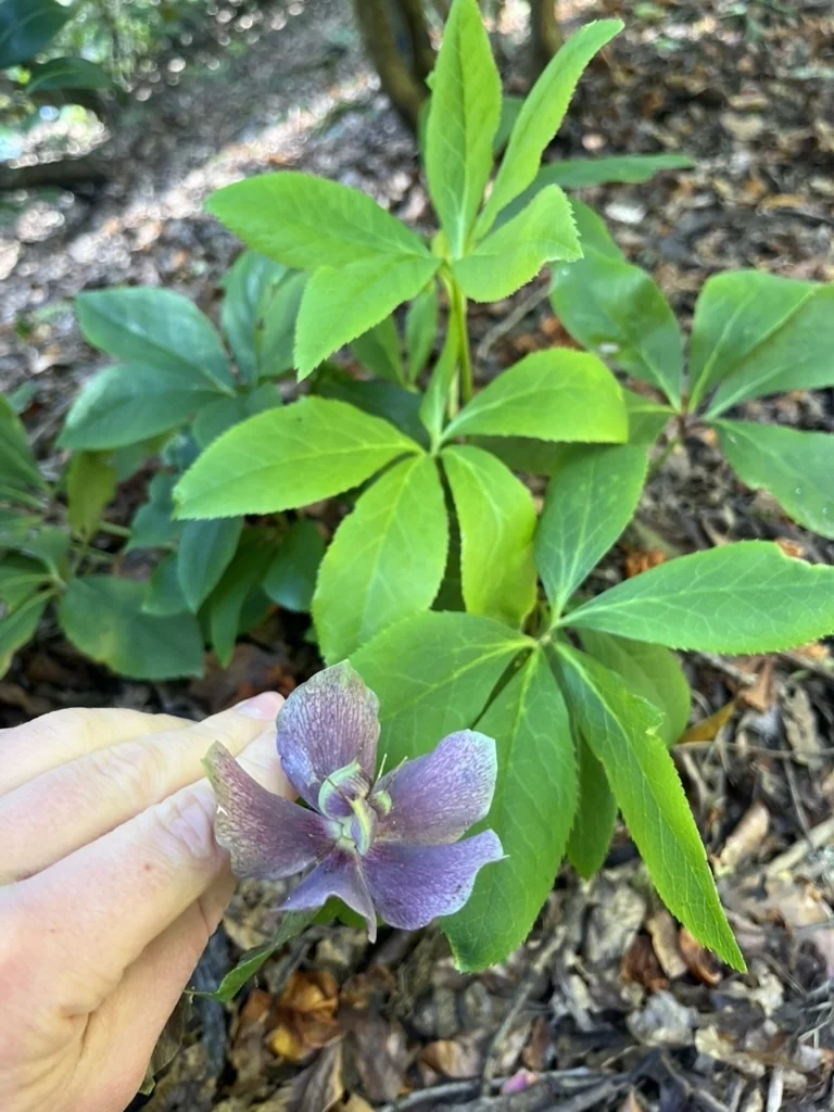 Helleborus Orientalis