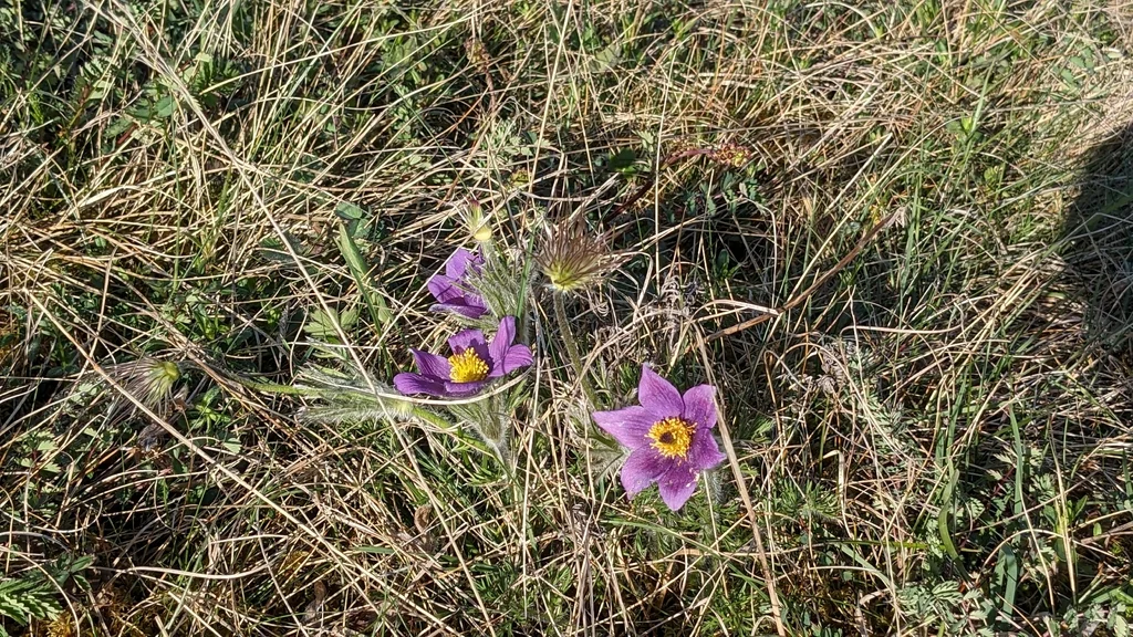 Pulsatilla Vulgaris