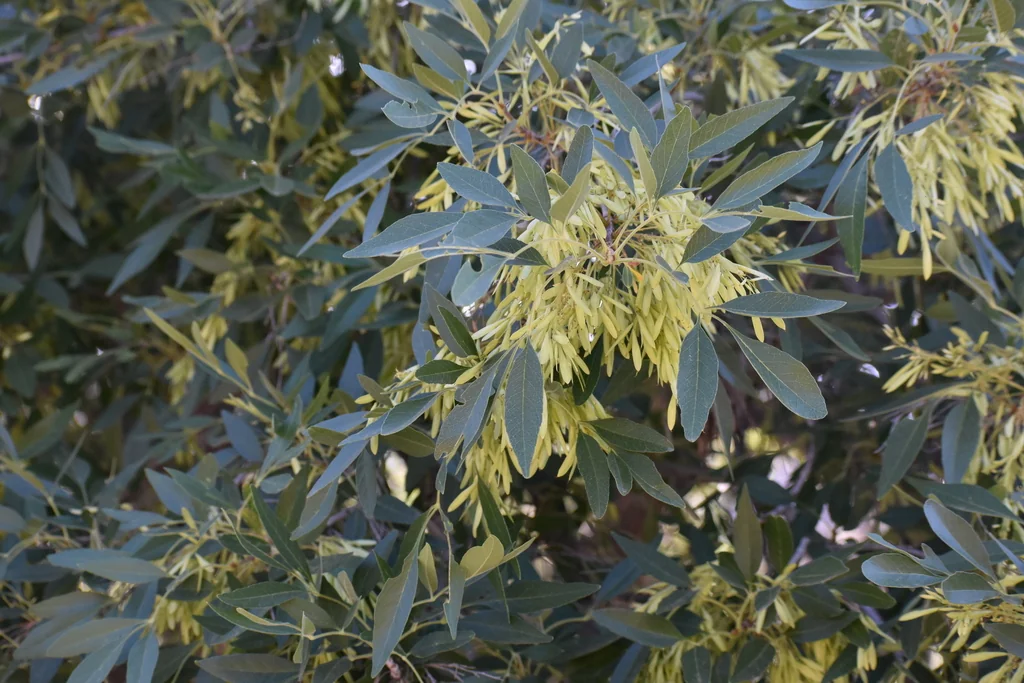 Fraxinus Velutina