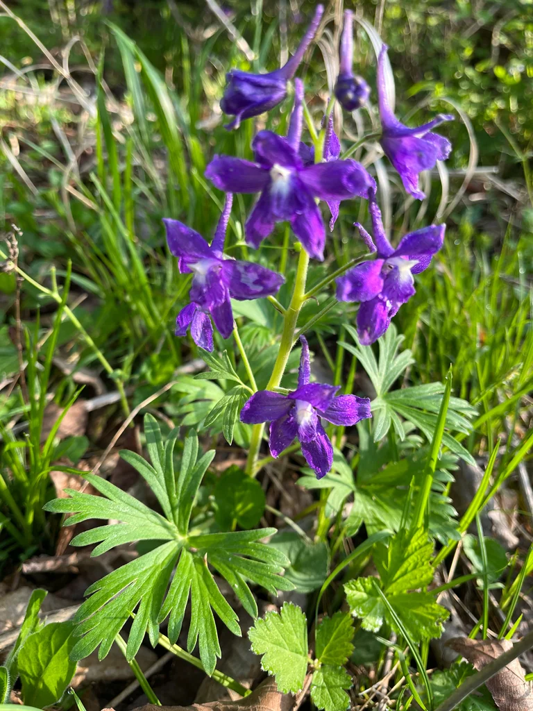 Delphinium Tricorne