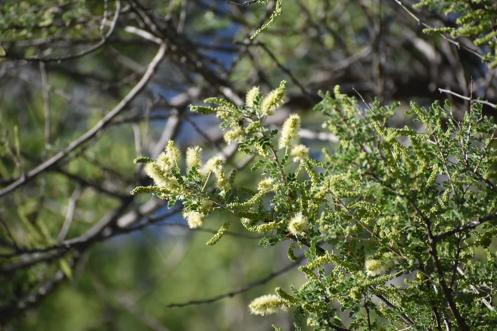 Acacia Greggii