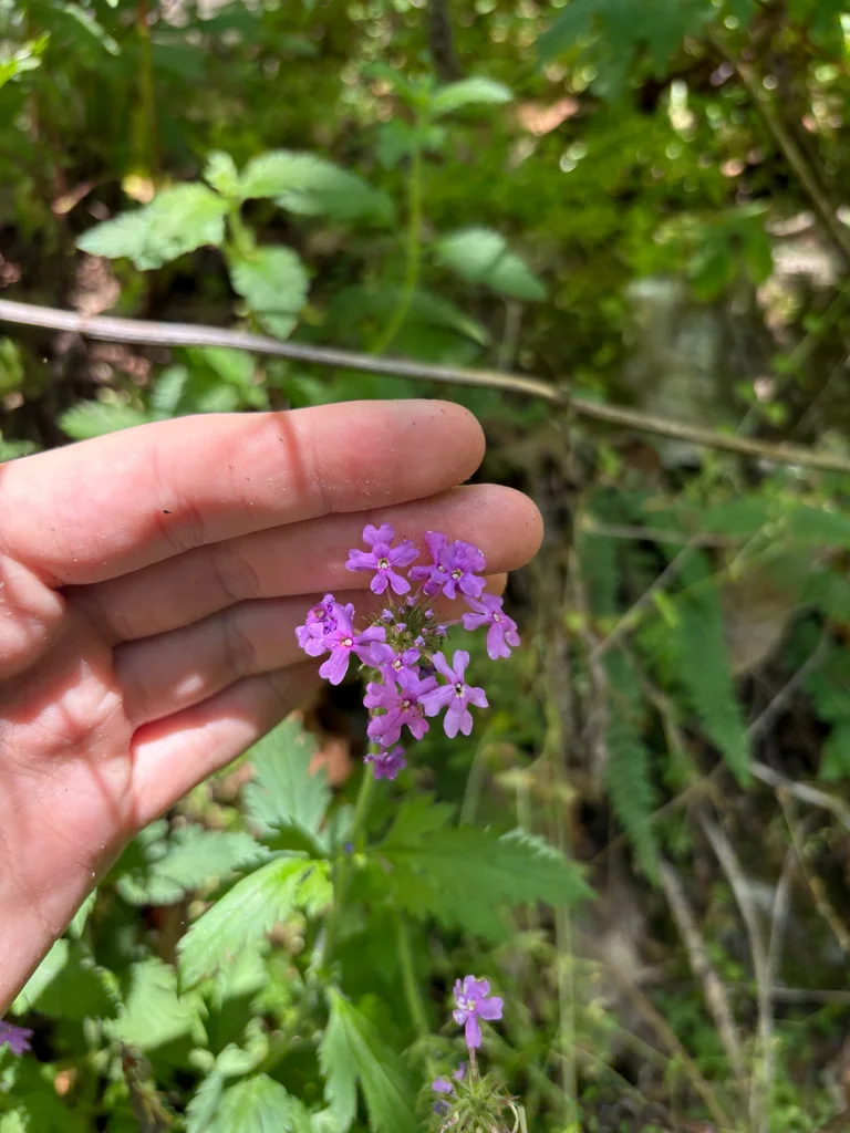 Verbena Canadensis