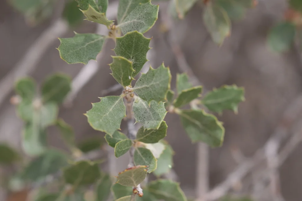 Quercus dumosa