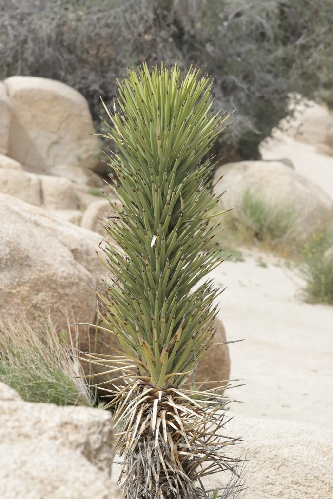 Yucca Brevifolia