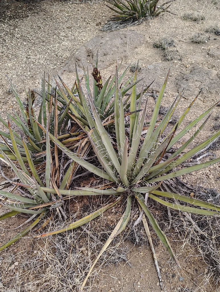 Yucca Baccata