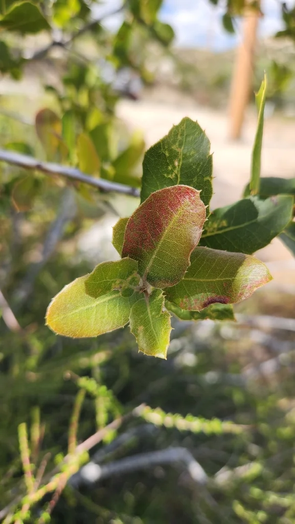 Quercus Wislizenii