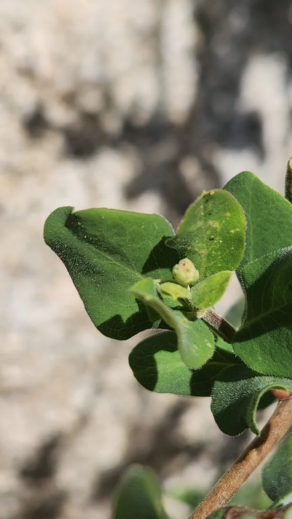 Lonicera Subspicata