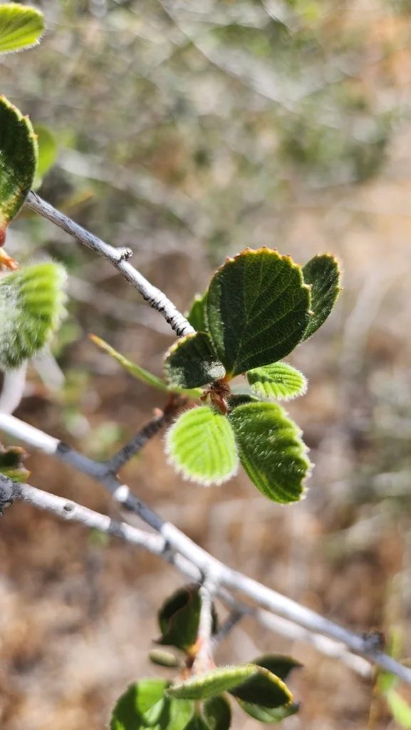 Cercocarpus Betuloides