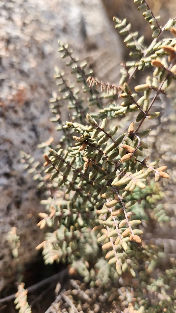 Pellaea Mucronata