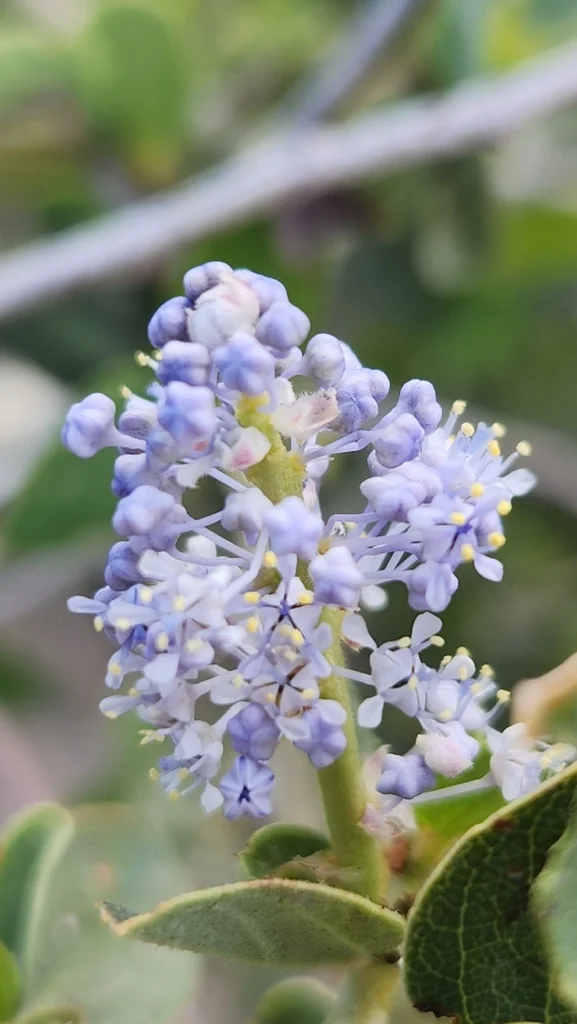 Ceanothus Leucodermis