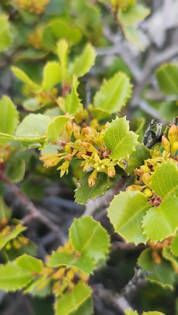 Rhamnus Ilicifolia